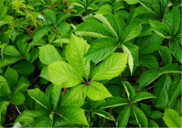 高架桥下到处可见的爬山虎:是怎么爬上去的?