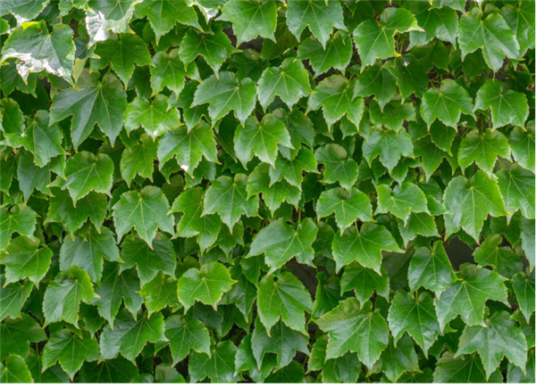 高架桥下到处可见的爬山虎:是怎么爬上去的?