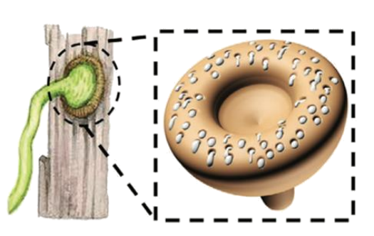 高架桥下到处可见的爬山虎:是怎么爬上去的?