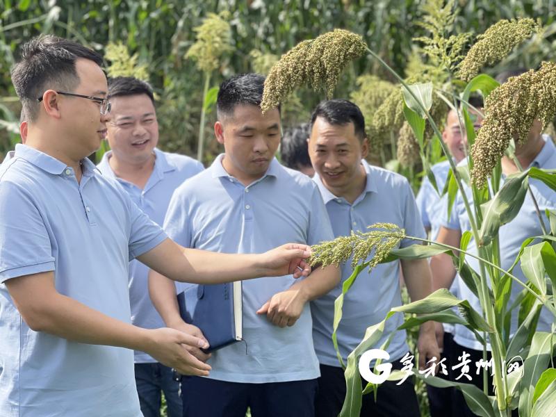 原辅料检验员在高粱种植基地查看高粱生长情况