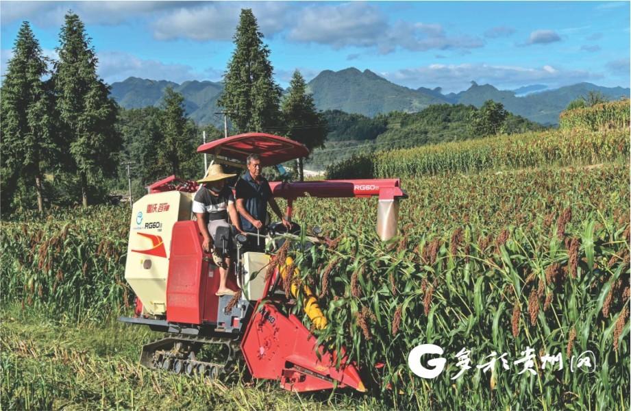 仁怀市茅坡村采用机械化收割