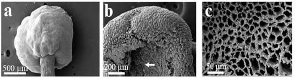 高架桥下到处可见的爬山虎:是怎么爬上去的?