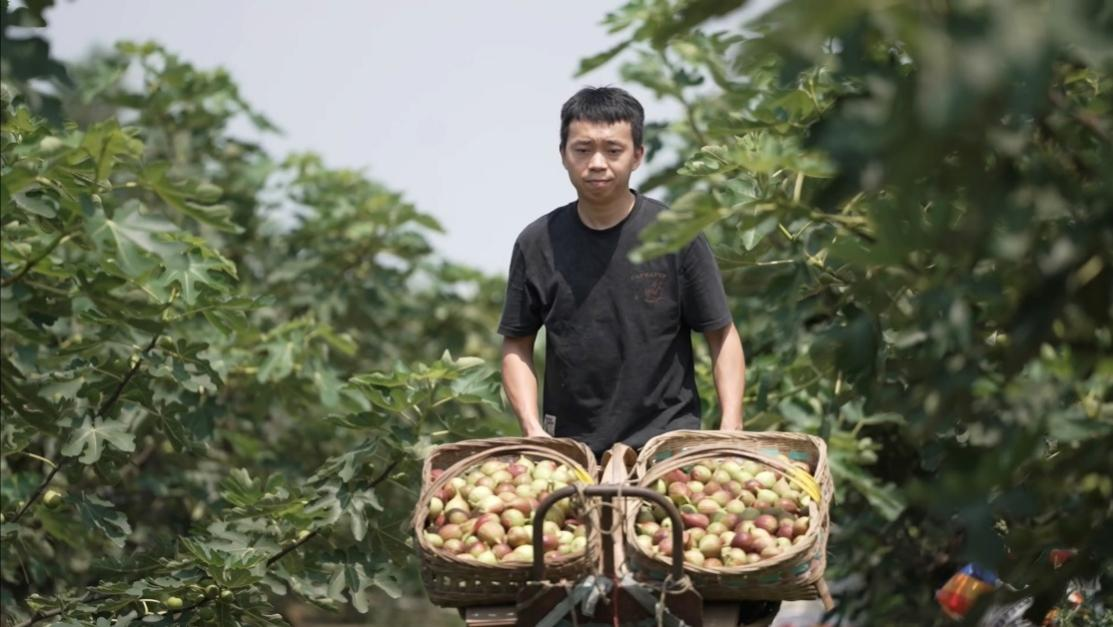 在拼多多卖火无花果后,他活成了“别人家的孩子”