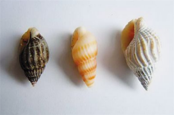 1颗可致命!女子连吃10多颗被送进ICU紧急抢救