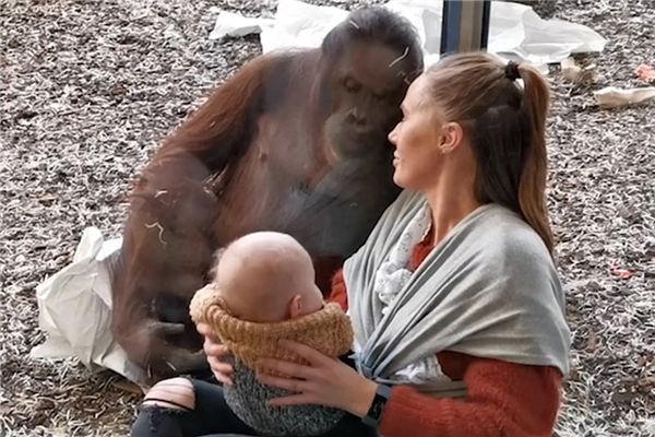 猩猩不会喂奶 连失2子:30位人类母亲现场教学 愣是没教会
