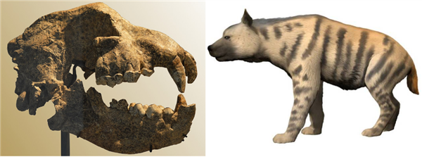 人类曾是最成功的腐食者:你的胃酸可以证明