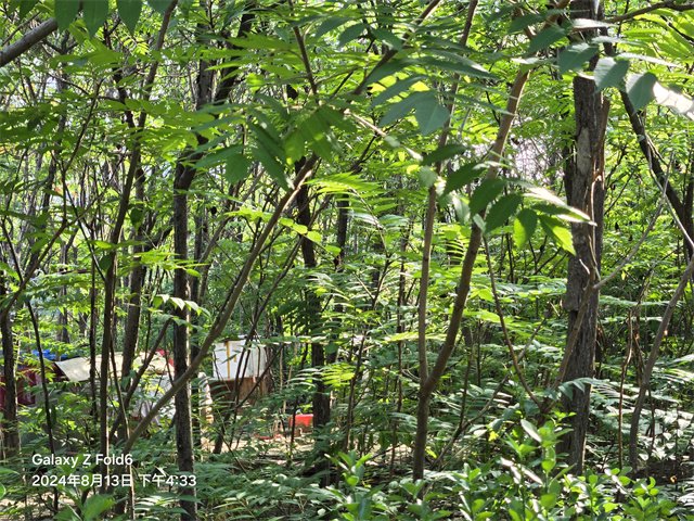 三星Galaxy Z Fold6体验:依然精致的外观 目前最强三星折叠屏