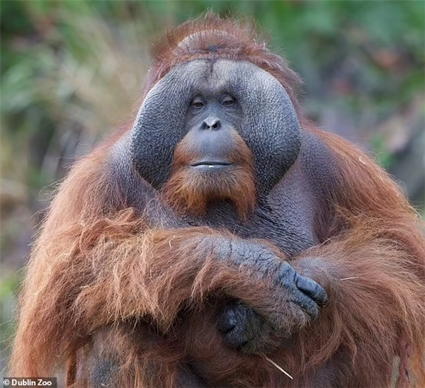 猩猩不会喂奶 连失2子:30位人类母亲现场教学 愣是没教会