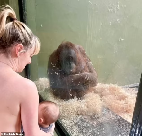 猩猩不会喂奶 连失2子:30位人类母亲现场教学 愣是没教会