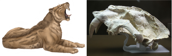 人类曾是最成功的腐食者:你的胃酸可以证明