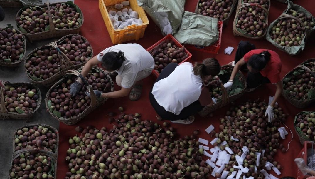 四川新农人日销无花果万斤:最好的事业就在家门口