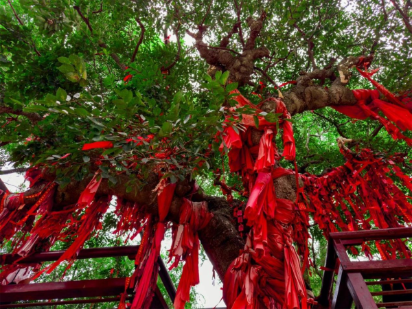 鸡鸣岛再登抖音热搜,这个夏天,来打卡这座自带美好的宝藏海岛