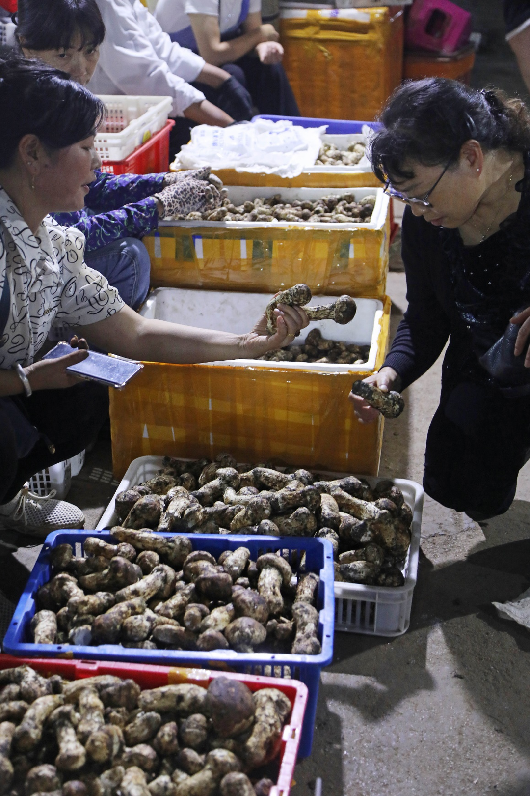 香格里拉的松茸“猎人”