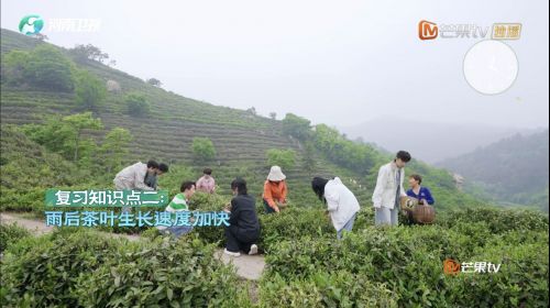 《田间的少年2》毛尖市集火热开市，茗气家族开启茶旅新征程