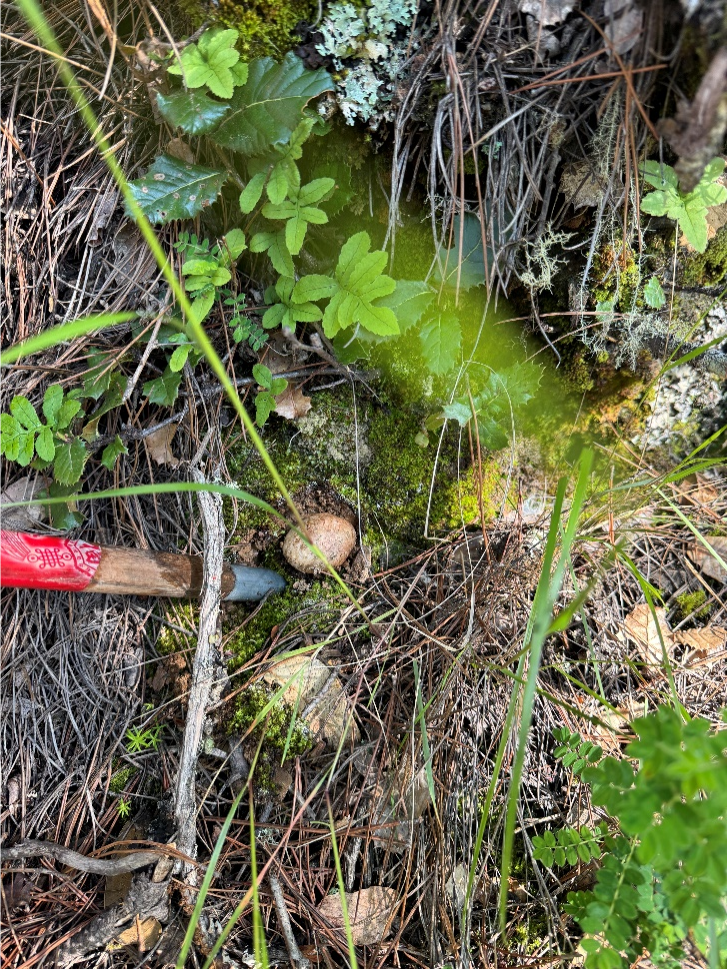 香格里拉的松茸“猎人”