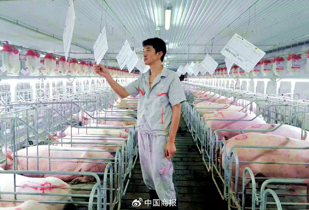 某生猪代养场内,工作人员正在常态化巡栏。(资料图片由CNSPHOTO提供)