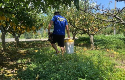 铺就“梨”想之路，德邦快递与黄坪村黄金梨产业共成长