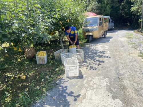 铺就“梨”想之路，德邦快递与黄坪村黄金梨产业共成长