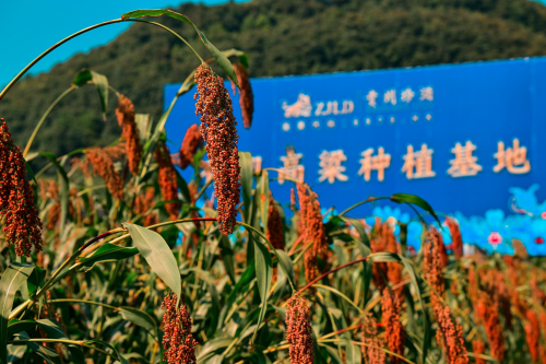 大山高粱红 贵州珍酒40万亩高粱迎丰收