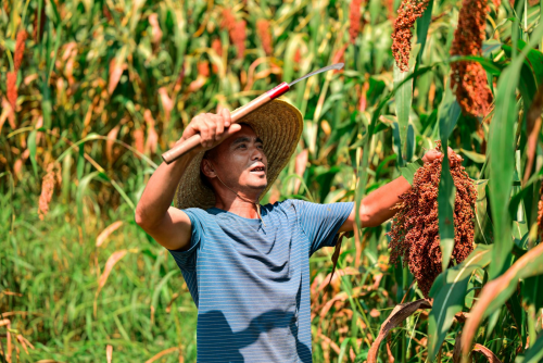 大山高粱红 贵州珍酒40万亩高粱迎丰收