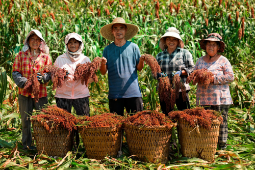 大山高粱红 贵州珍酒40万亩高粱迎丰收
