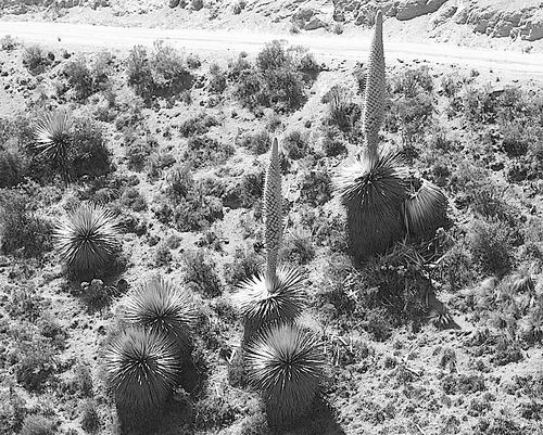 发现安第斯皇后凤梨面临较高灭绝风险