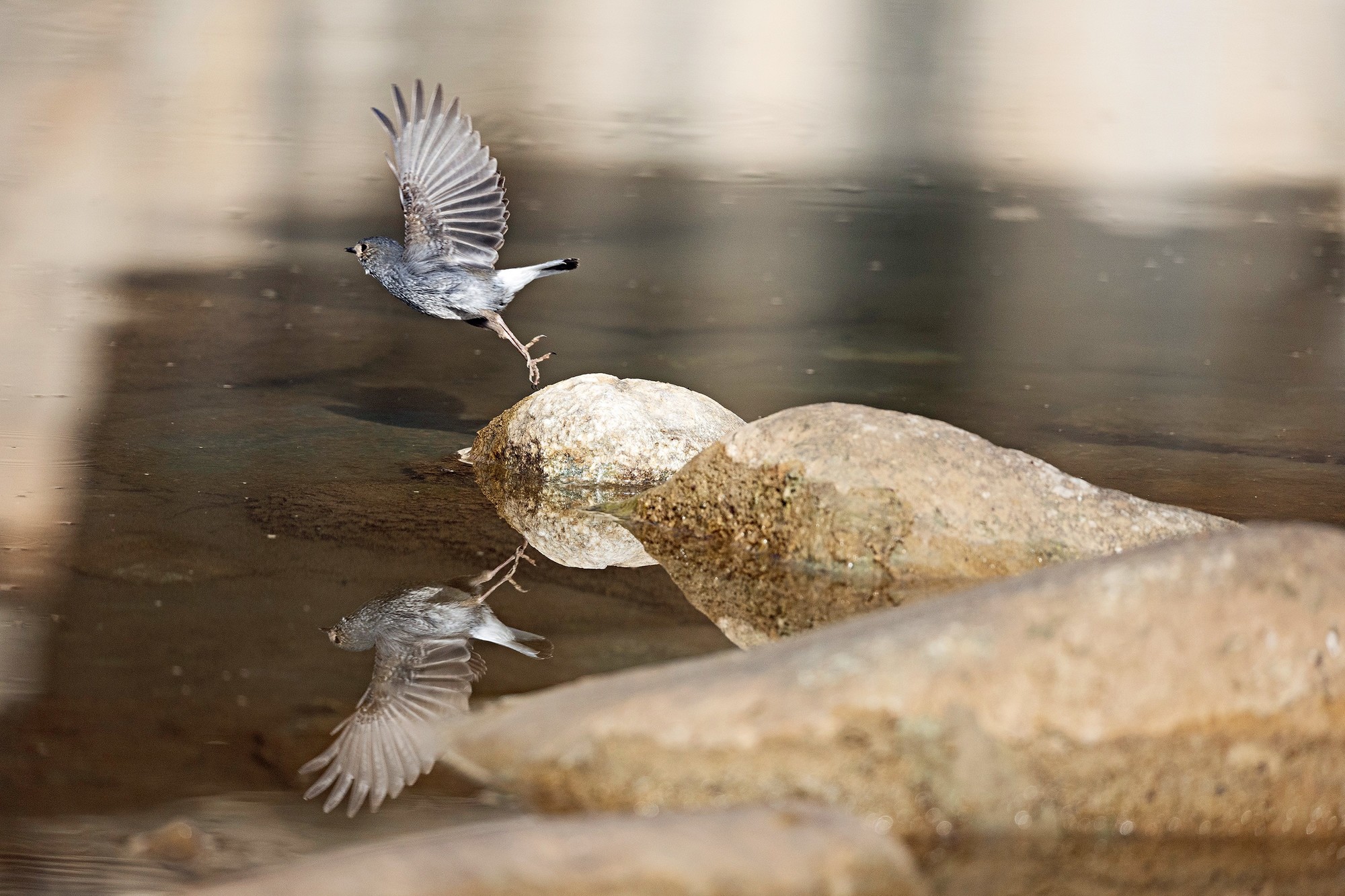 享受拍鸟的乐趣 ——佳能EOS R3试拍心得
