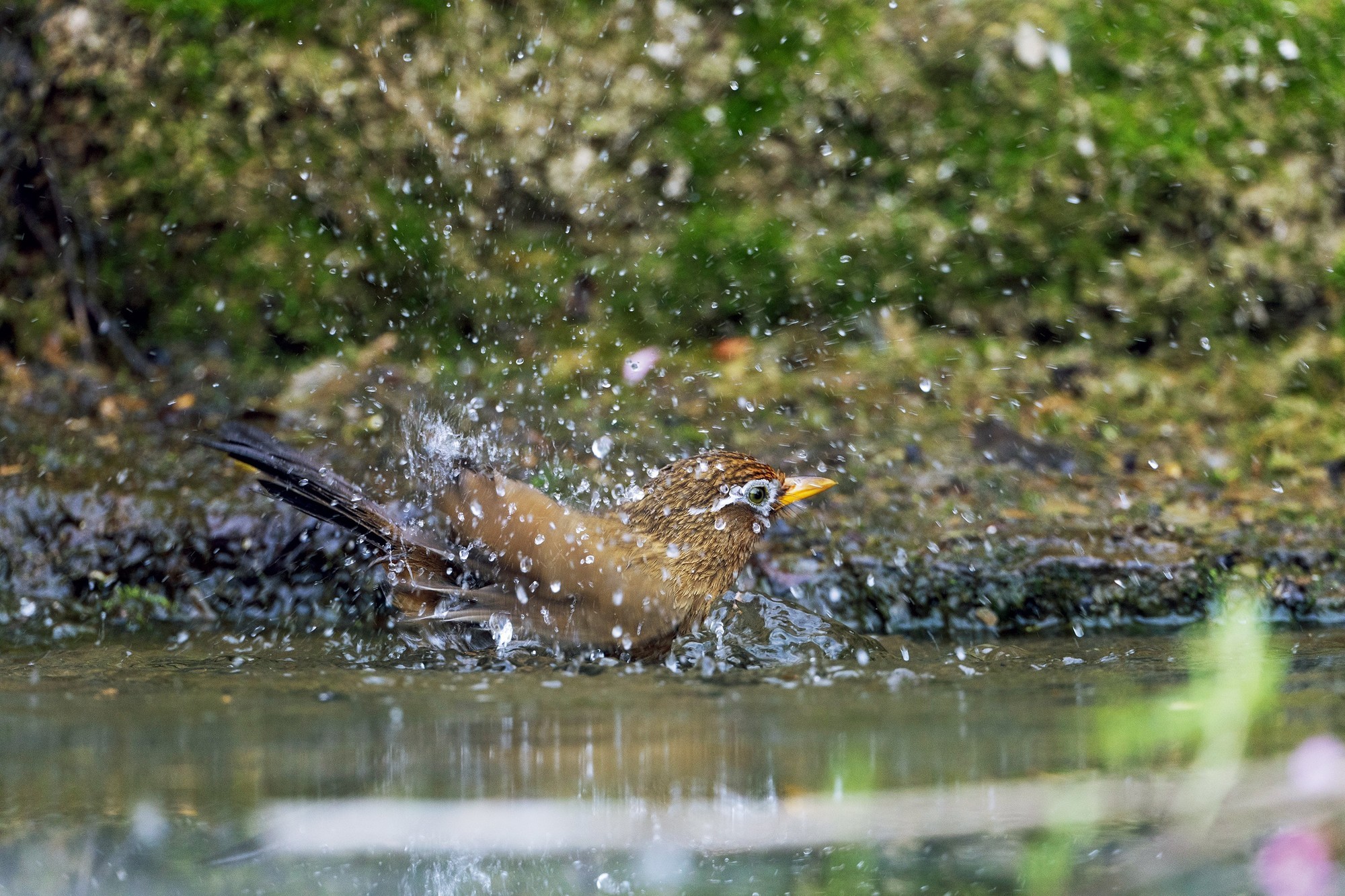 享受拍鸟的乐趣 ——佳能EOS R3试拍心得