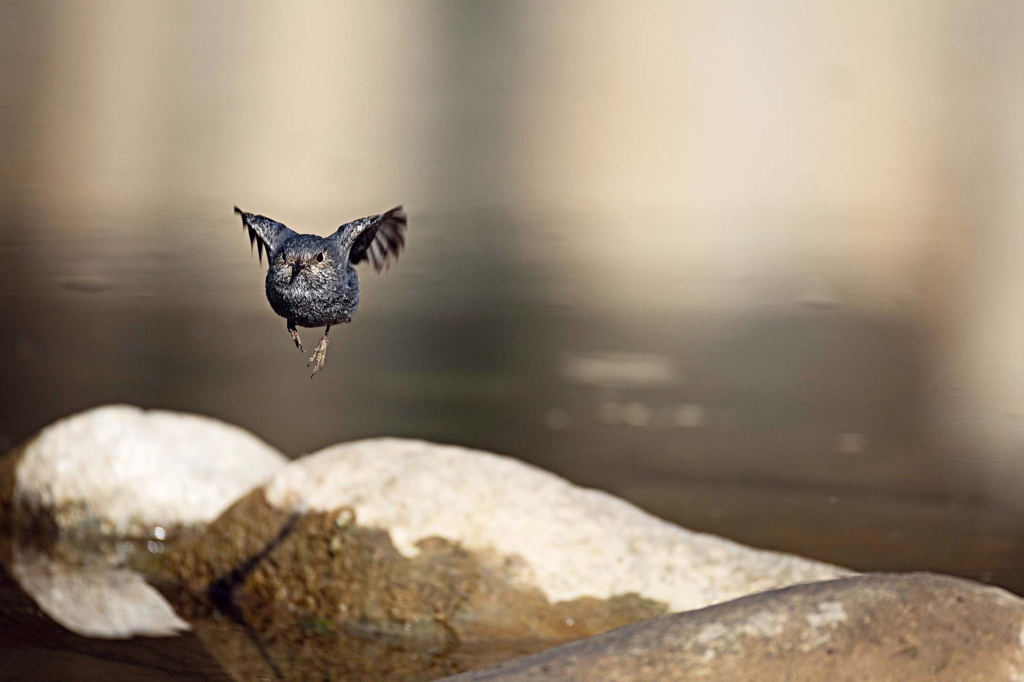 享受拍鸟的乐趣 ——佳能EOS R3试拍心得