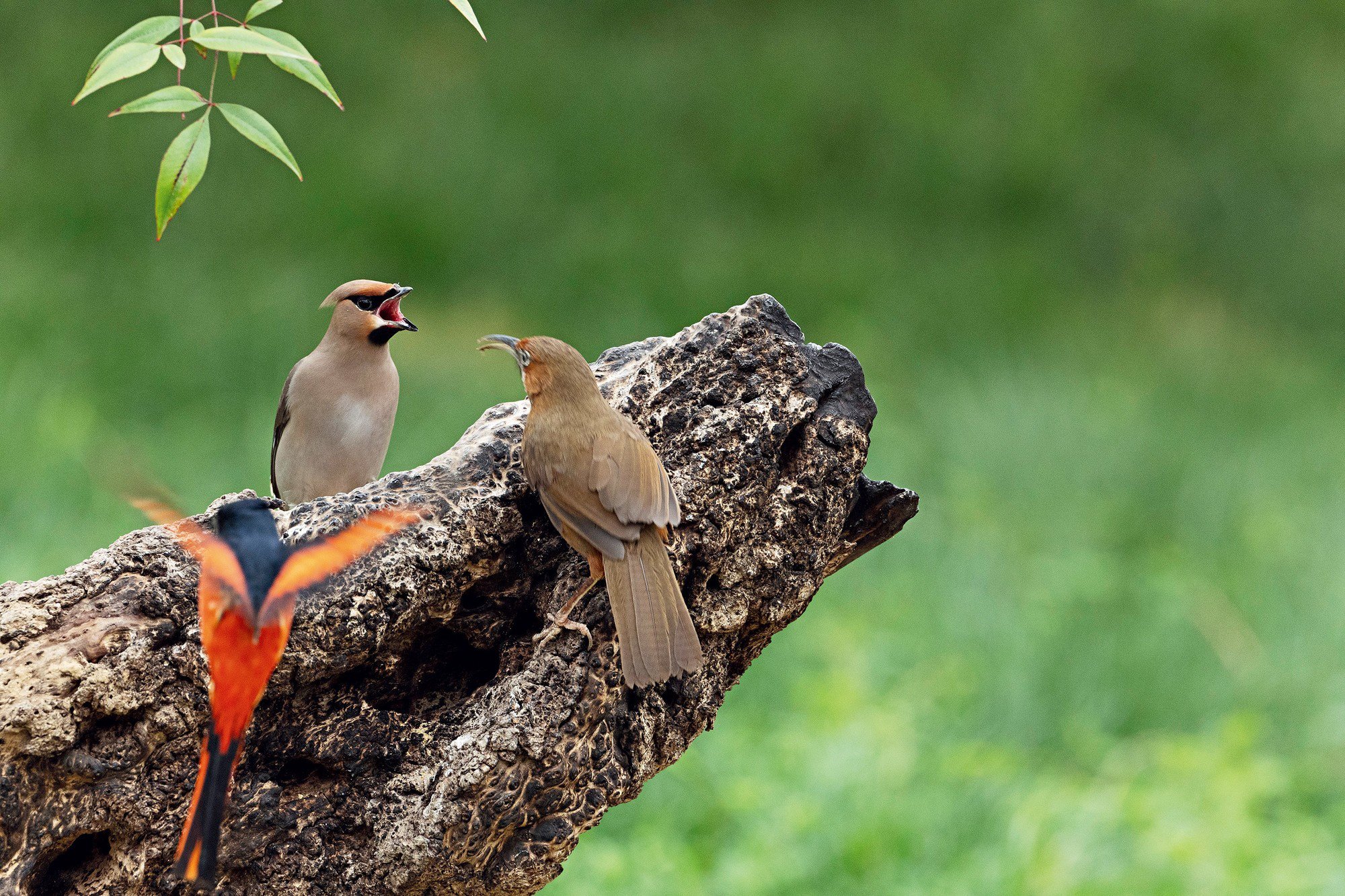享受拍鸟的乐趣 ——佳能EOS R3试拍心得