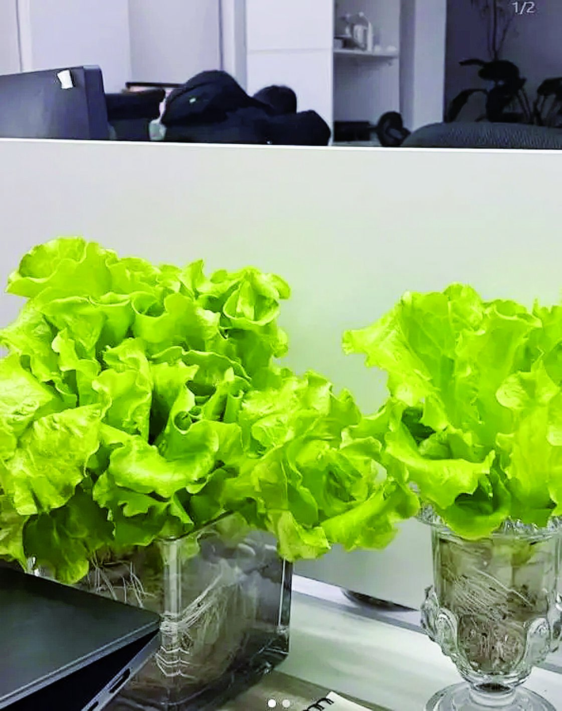 叫卖“办公搭子” 抢滩“情绪生意”