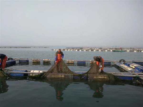 河北唐山养河豚:竟然干到了全国第一!