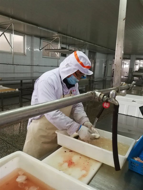 河北唐山养河豚:竟然干到了全国第一!