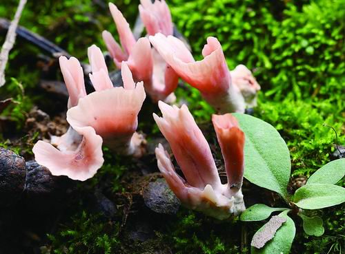 校园内发现真菌家族新成员