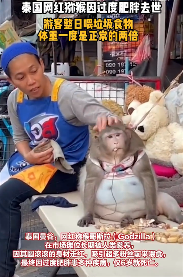 景区锦鲤被游客喂成“猪鲤”:一点不美好 很可怕