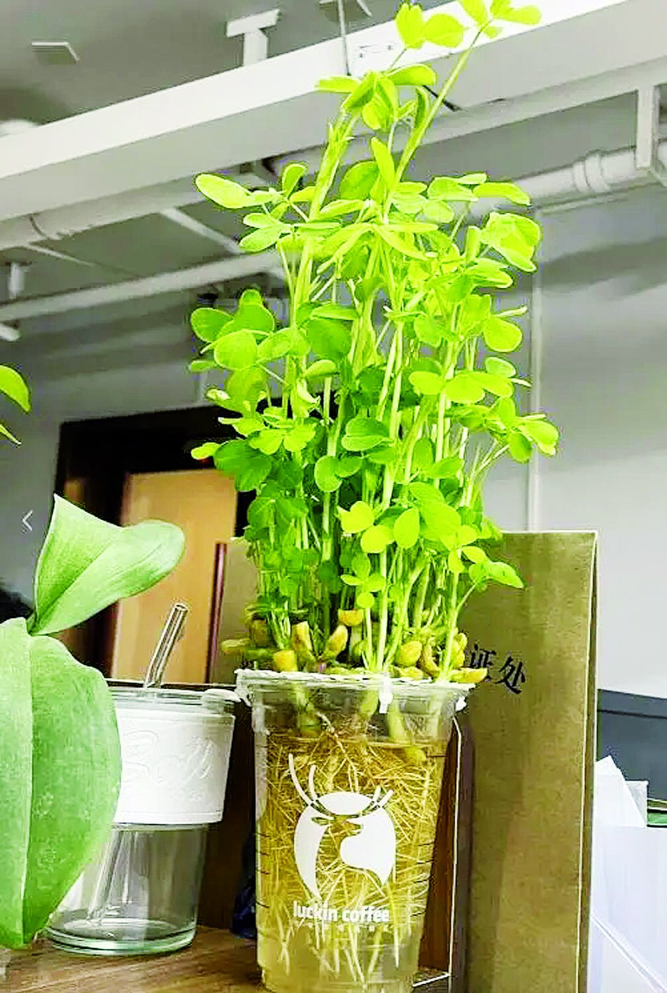 叫卖“办公搭子” 抢滩“情绪生意”