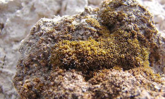 在火星上种菜,“Moss”来帮忙