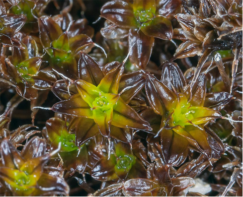 在火星上种菜,“Moss”来帮忙