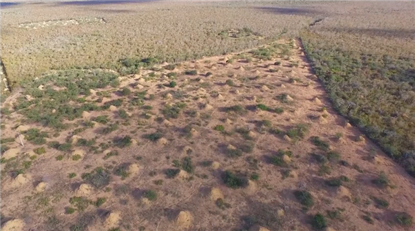 最宏大的生物工程!白蚁用3800年 打造了2亿个3米高土丘