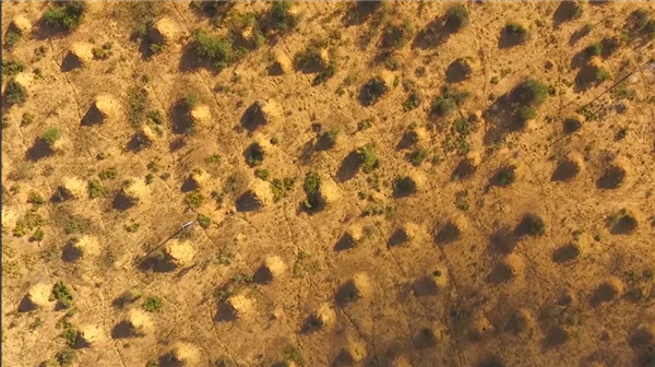 最宏大的生物工程!白蚁用3800年 打造了2亿个3米高土丘