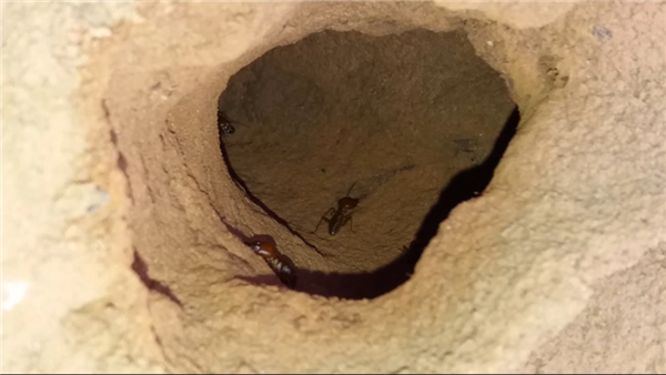 最宏大的生物工程!白蚁用3800年 打造了2亿个3米高土丘