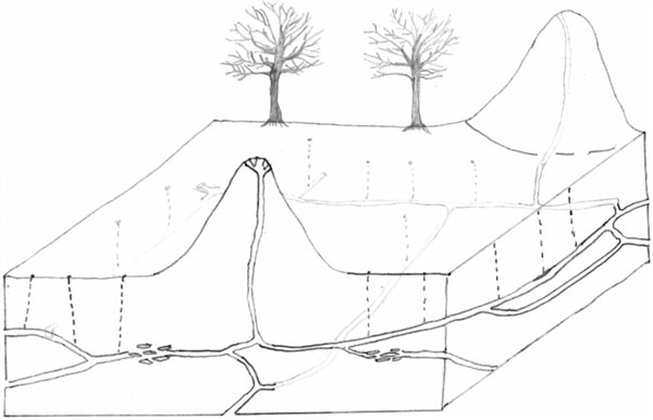 最宏大的生物工程!白蚁用3800年 打造了2亿个3米高土丘