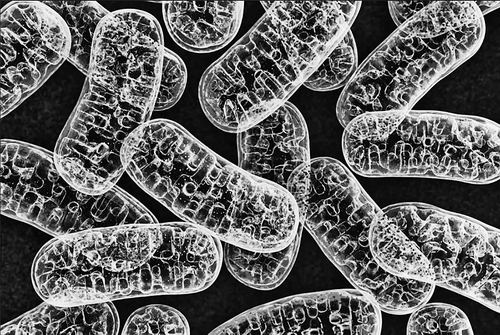 大脑“罕见”突变其实很常见