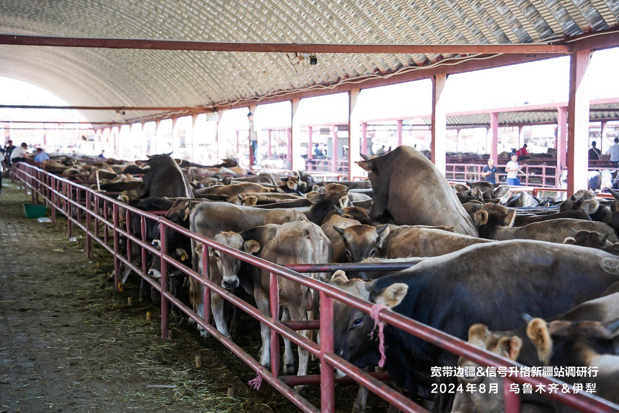 “宽带边疆&信号升格”新疆行：丝绸之路上的“数智”新征程