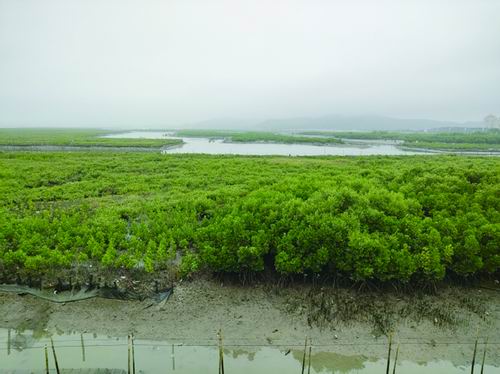 红树林恢复：滩涂造林还是退塘还林？