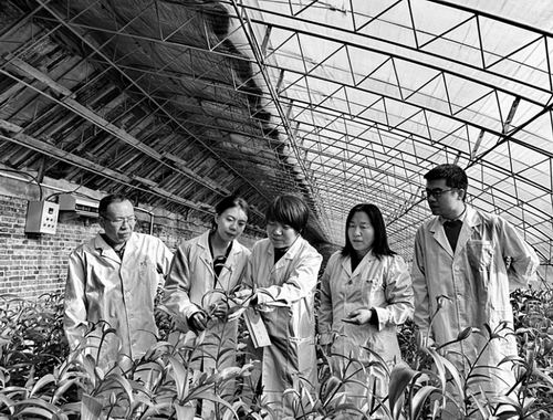 黑土地上怒放的百合