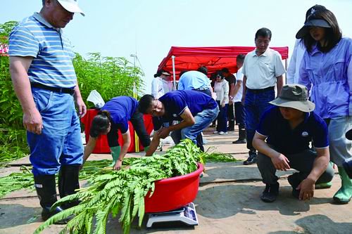 “碱巴拉”种草记