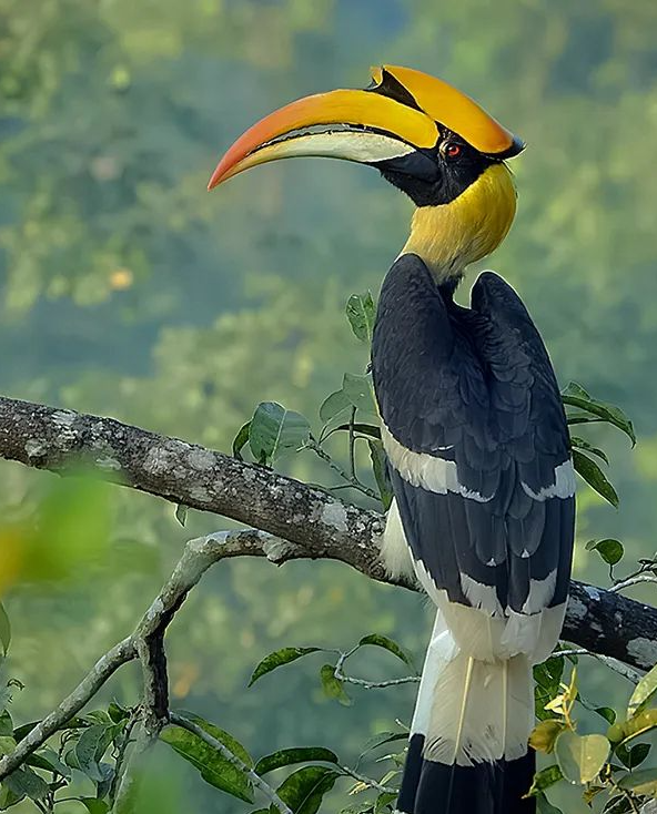 这种鸟嘴巴的长度超过了身体的一半 为啥会如此不协调？