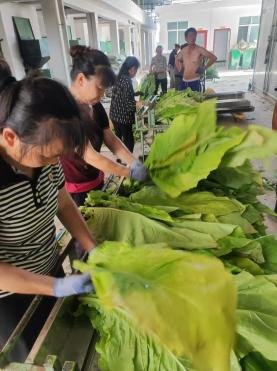 基诺德40座一体闭式空气能热泵烤房助力绿色经济