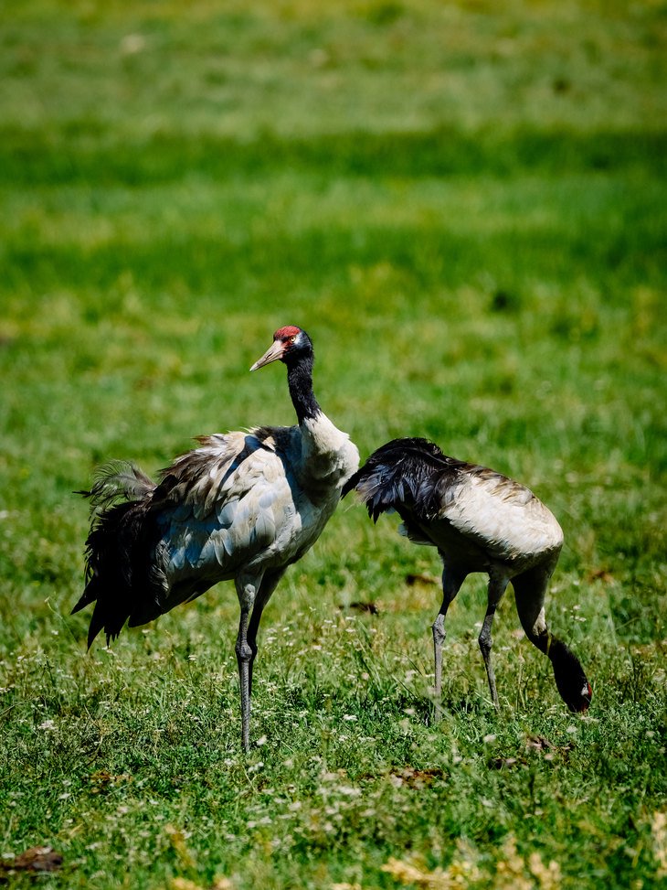 GFX系列最轻巧1亿像素中画幅 富士GFX100S II无反评测